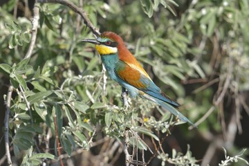 European bee-eater (Merops apiaster) on the branch