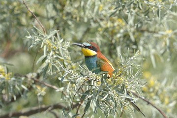 European bee-eater (Merops apiaster) on the branch