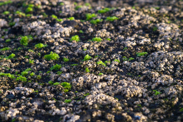 Volcanic coast overgrown of algae