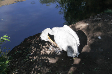 Pelican and pond in the zoo