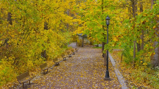 Alley with benches and lamps among the trees in autumn park