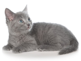 Small gray shorthair kitten lay