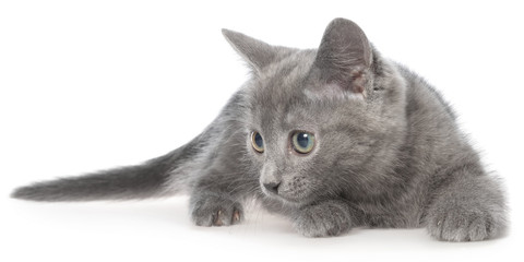 Frightened gray kitten lay isolated