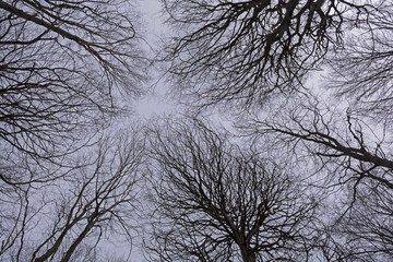 Tree branches silhouette against the sky