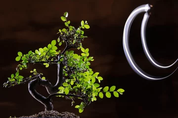 Cercles muraux Bonsaï Bonsai at night with the moon- backlighting