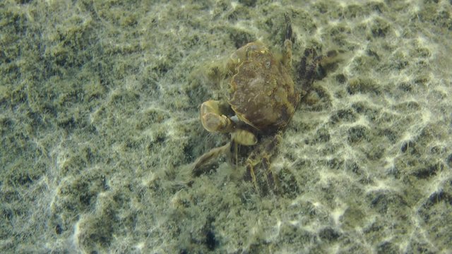 Grapsoid Crab crawling on muddy bottom, then leaves the frame.
