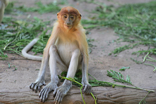 Juvenile proboscis monkey in Sabah Borneo, Malaysia