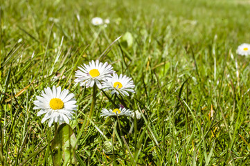 Green grass with daisy flowers