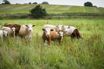 Naklejka na ściany i meble Kühe auf der Weide