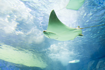 Manta Ray Underwater