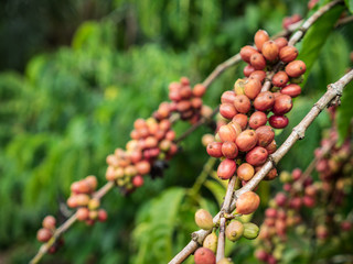 Coffee seeds in a plantation.