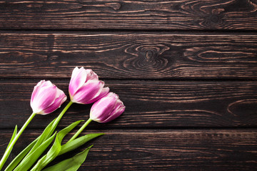Tulip on wood background