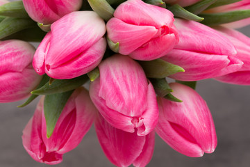 More tulip on the grey background.