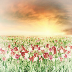Obrazy na Szkle  Duża tulipanowa łąka w stylu vintage