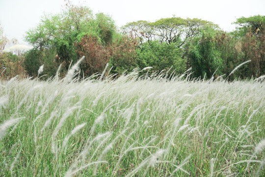 Poaceae Plants, On The Fields Of White.
