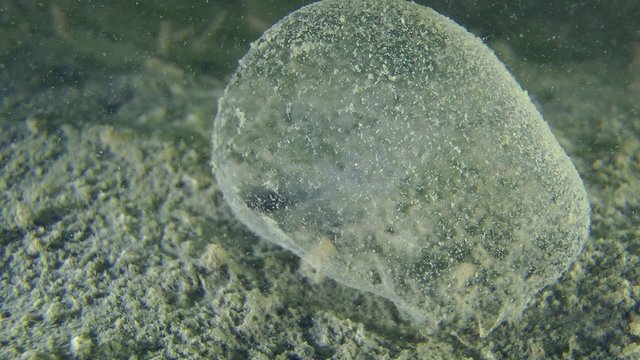 The spawning cocoon of polychaete Lugworm on the muddy ground, close-up.
