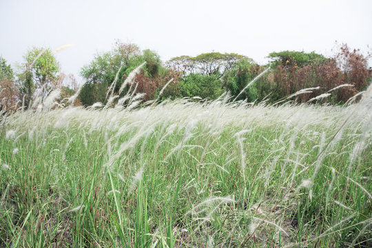 Poaceae Plants, On The Fields Of White.