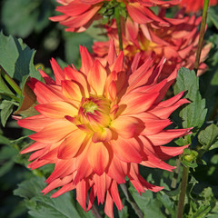 Dahlien, Dahlias