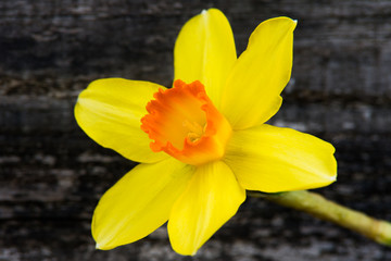 osterblüte gelb © Racle Fotodesign