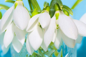 white petals close up