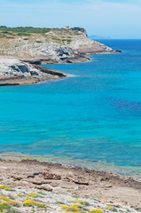 Maiorca, Isole Baleari, Spagna: la macchia mediterranea sul sentiero dalla spiaggia di Cala Torta alla spiaggia di Cala Mitjana con la Torre des Matzoc sullo sfondo, 6 giugno 2012