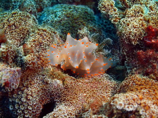True sea slug, Island Bali