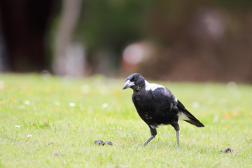 Flötenvogel (Gymnorhina tibicen)