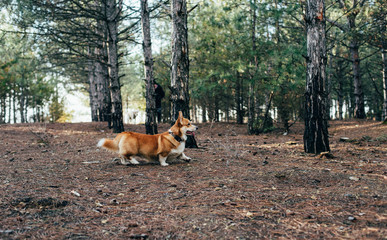 welsh corgi dog walking in the forest