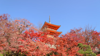 Fototapeta premium Red Pagoda at Kiyomizu-dera temple in autum season at Kyoto Japa