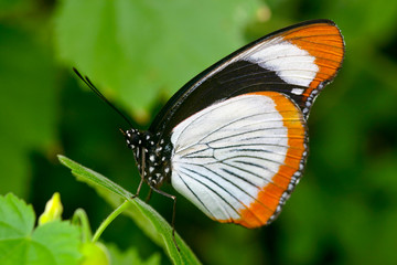 Schmetterling