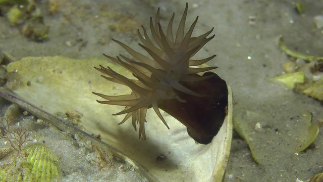 Sea anemone fluctuates in stream of underwater current.
