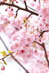 Obraz premium サクラ（河津桜）