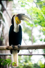Old Great hornbill