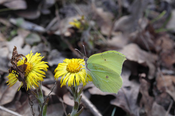 Nature has gone mad! In February, in the middle of winter, yellow butterfly drinking nectar from yellow flowers