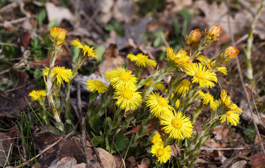 Nature has gone mad! In February, in the middle of winter, yellow butterfly drinking nectar from yellow flowers