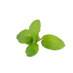 Obraz na płótnie Canvas mint leaf isolated on white background