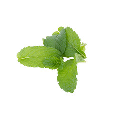 mint leaf isolated on white background