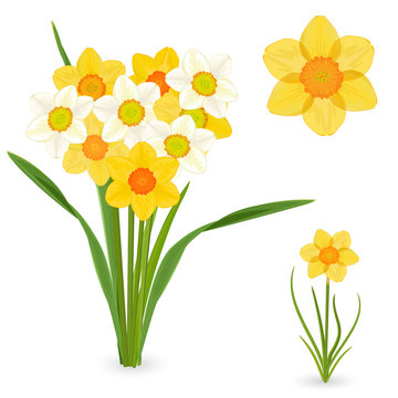 collection of daffodils. spring flowers for your design