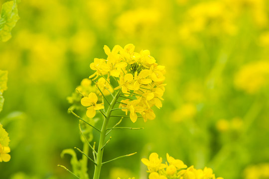 菜の花畑が広がる日本の農業風景