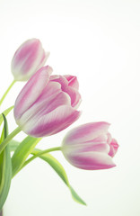 Obraz na płótnie Canvas Photograph of a bunch of pink tulips on white background