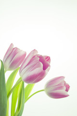 Photograph of a bunch of pink tulips on white background