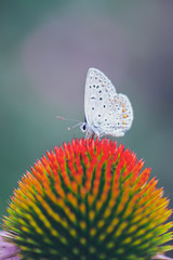 Buttefly, spring, macro, color, summer