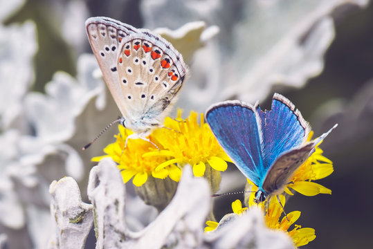 Buttefly, spring, macro, color, summer