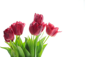Bouquet of red tulips
