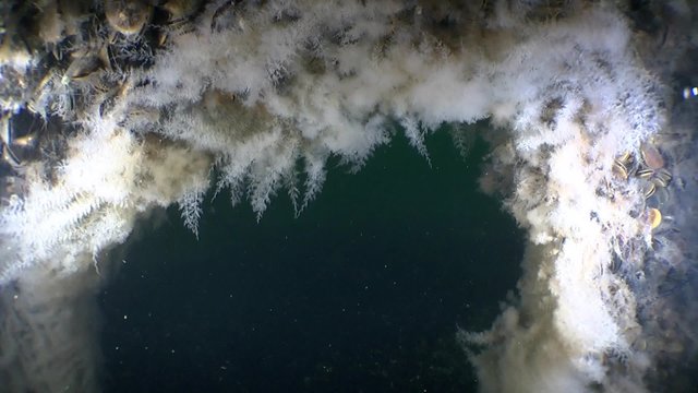 Colonies of Bell Hydroid fluctuate under the influence of the wave current.
