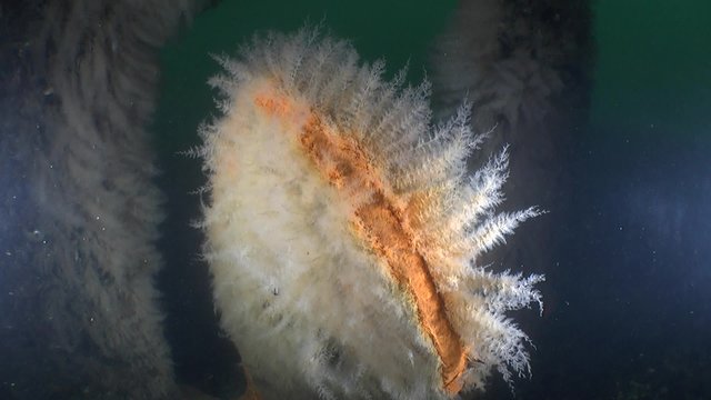 Colonies of Bell Hydroid settled on the propeller blades of the wreck fluctuate under the influence of the wave current.

