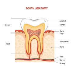 Tooth 