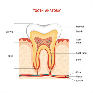 Tooth 