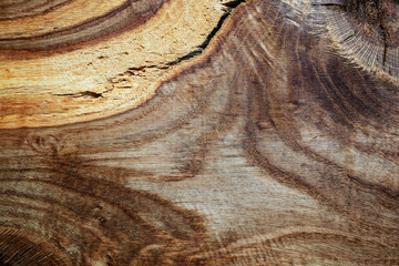 Texture of wood background closeup