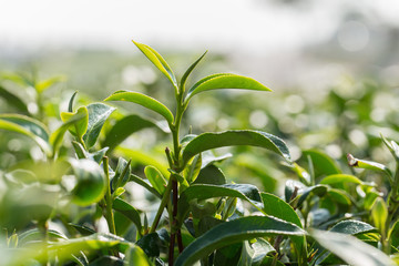 closeup fresh green tea leaves